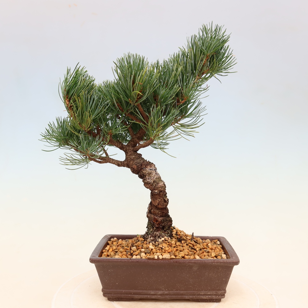 Kültéri bonsai - Pinus parviflora - Pinus parviflora