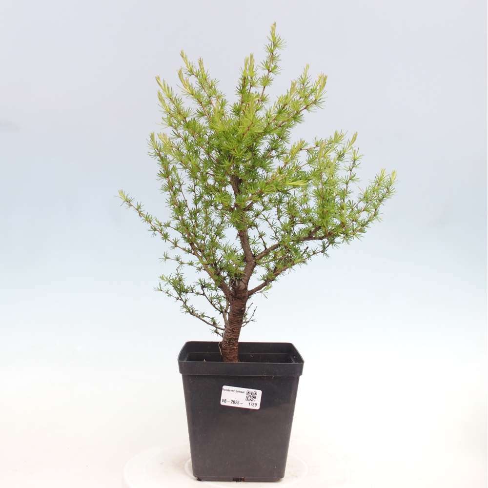 Kültéri bonsai - Larix decidua - vörösfenyő
