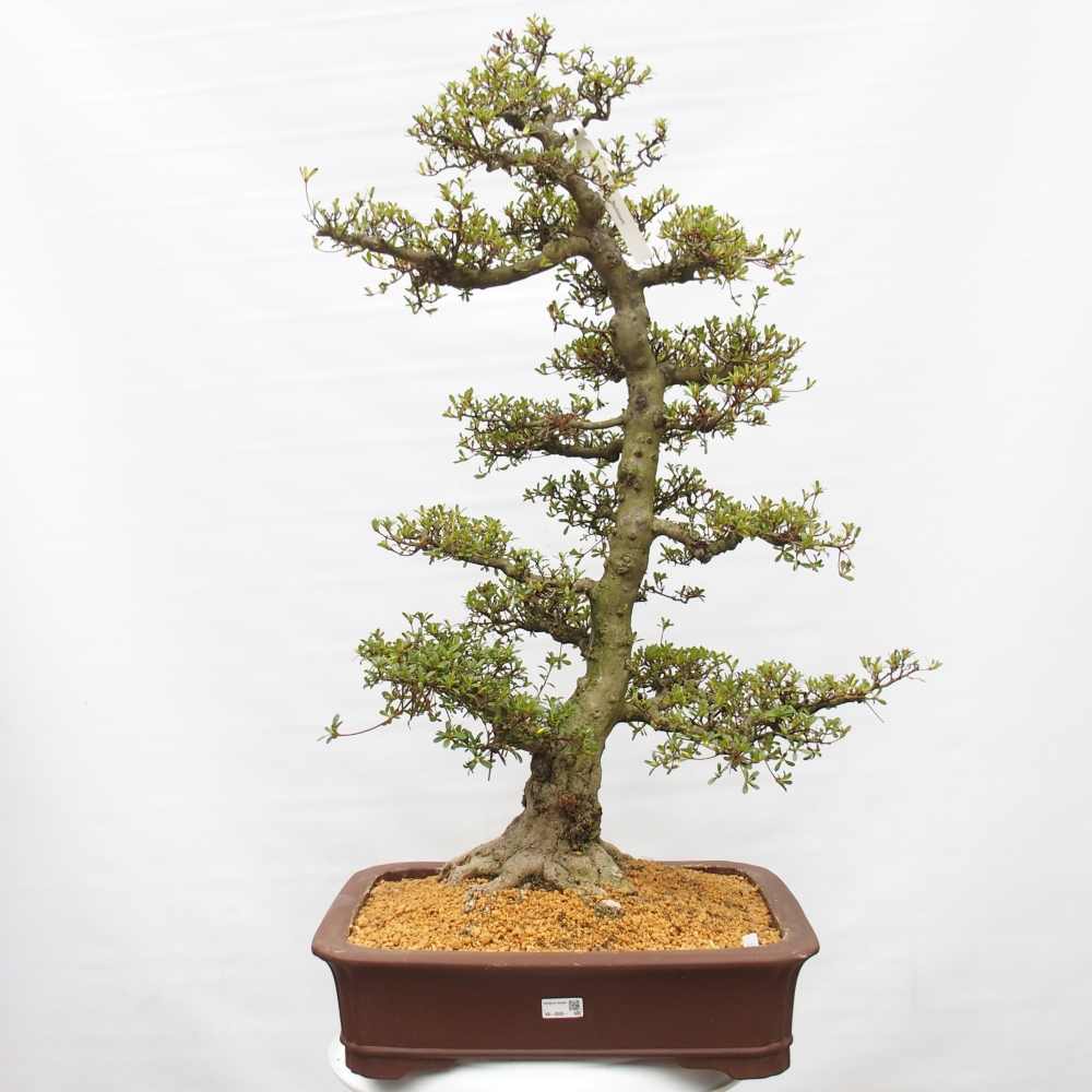 Kültéri bonsai - Japán azálea - Azalea Tochizumi
