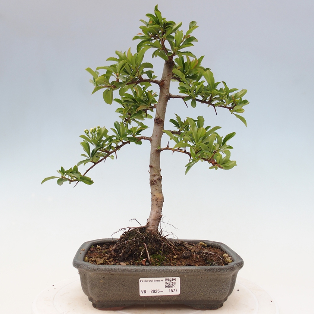 Kültéri bonsai-Pyracantha Teton - Hlox