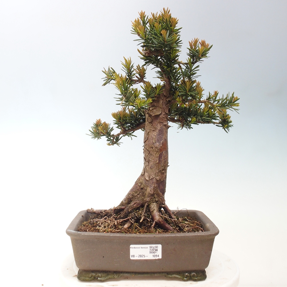 Kültéri bonsai - Taxus cuspidata - japán tiszafa