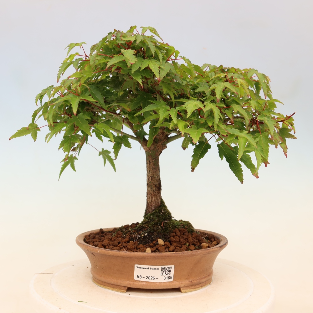 Acer palmatum KIOHIME - Pálma juhar