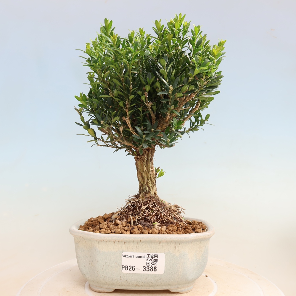 Szobai bonsai - Buxus harlandii - parafa buxus