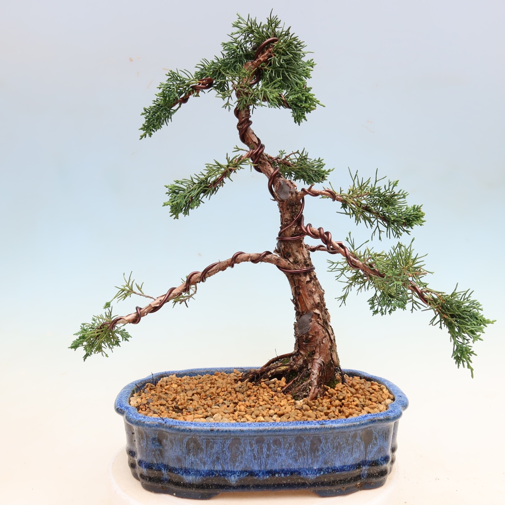 Kültéri bonsai - Juniperus chinensis Kishu