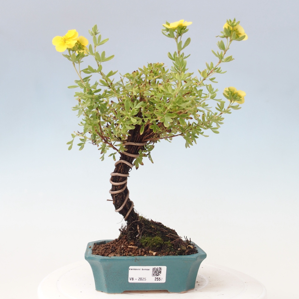 Kültéri bonsai - Potentila fruticosa sárga Bird