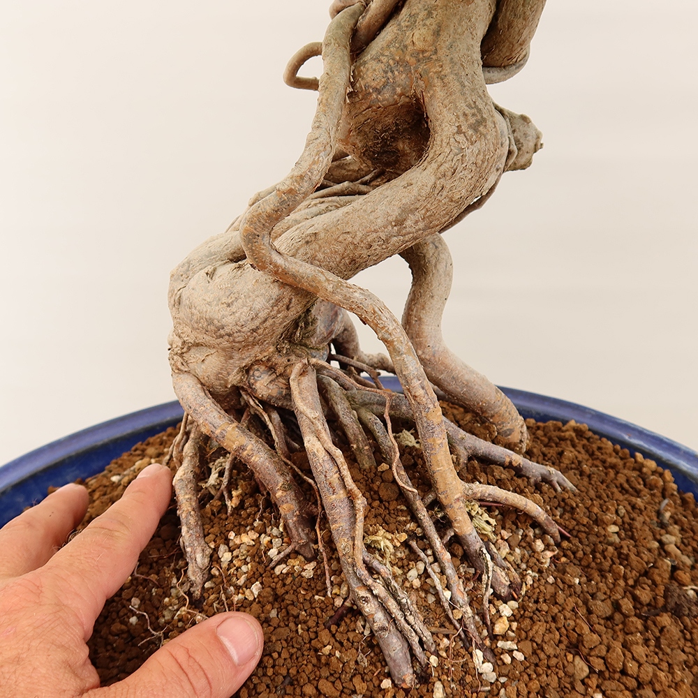 Kültéri bonsai -Carpinus Coreana - Koreai gyertyánfa