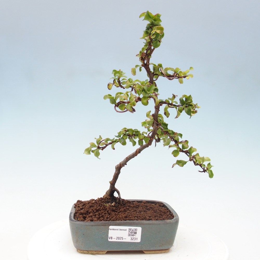 Kültéri bonsai - Chaneomeles s. Red Joy - birs