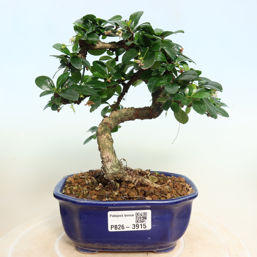 Szobai bonsai - Carmona macrophylla - Tea fuki