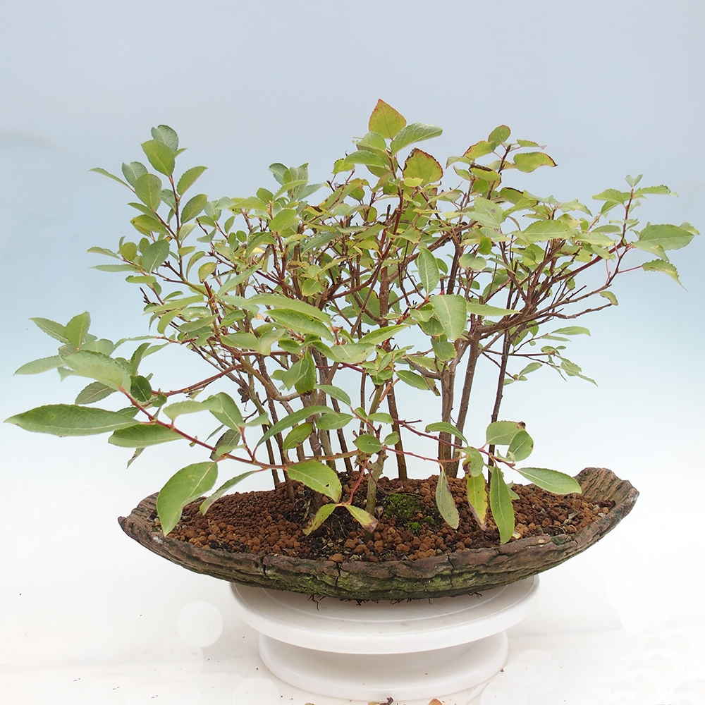 Kültéri bonsai - Salix - Fűzfa