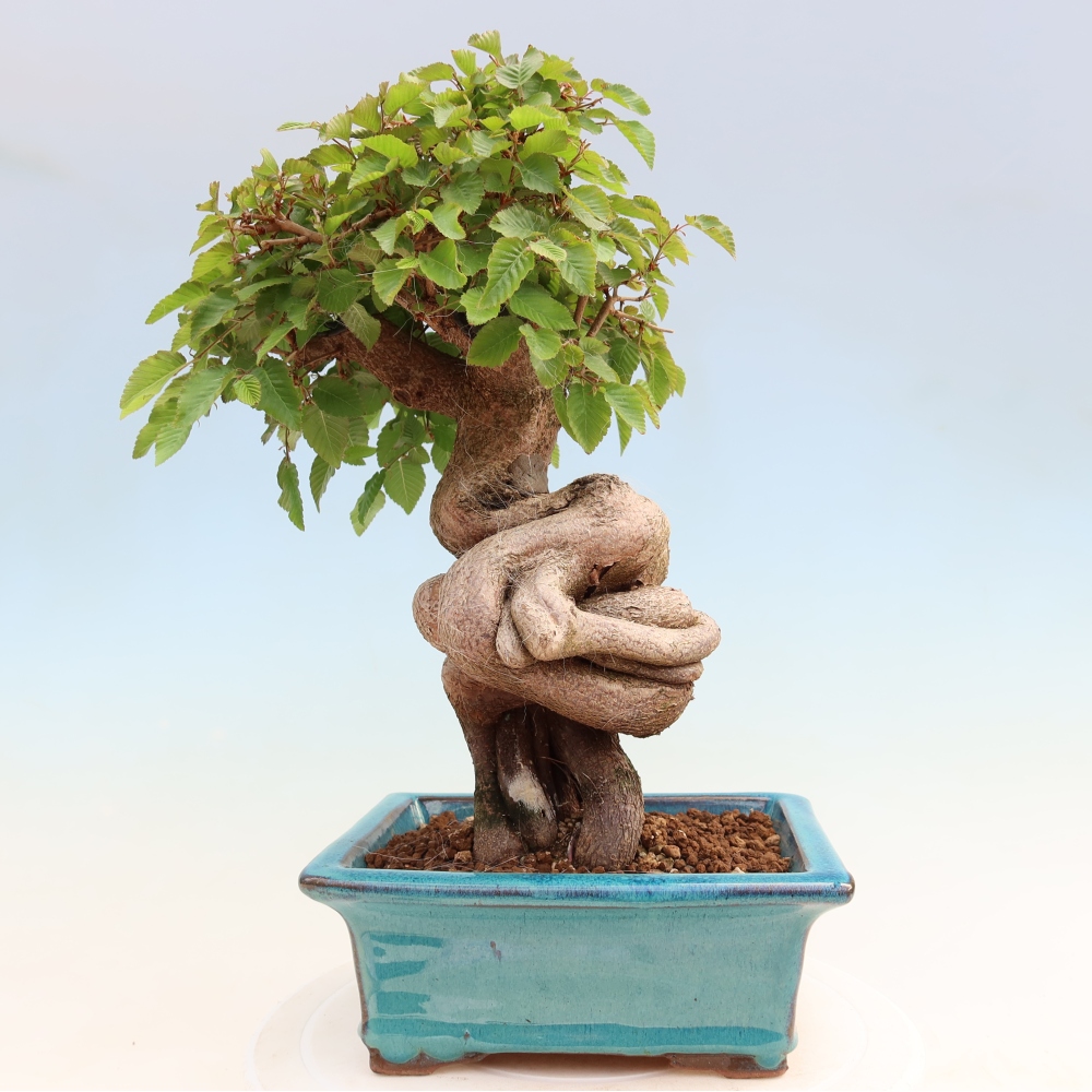 Kültéri bonsai -Carpinus Coreana - Koreai gyertyánfa