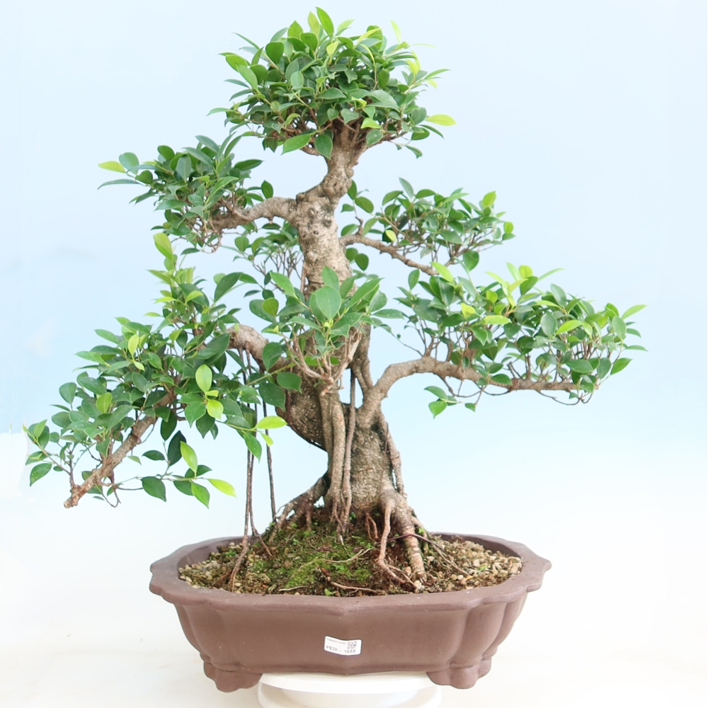 Szobai bonsai - Ficus kimmen - kislevelű fikusz