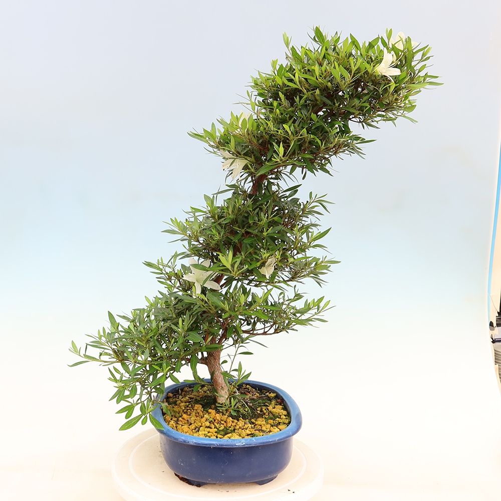 Kültéri bonsai - Japán azálea - Azalea Hakurin