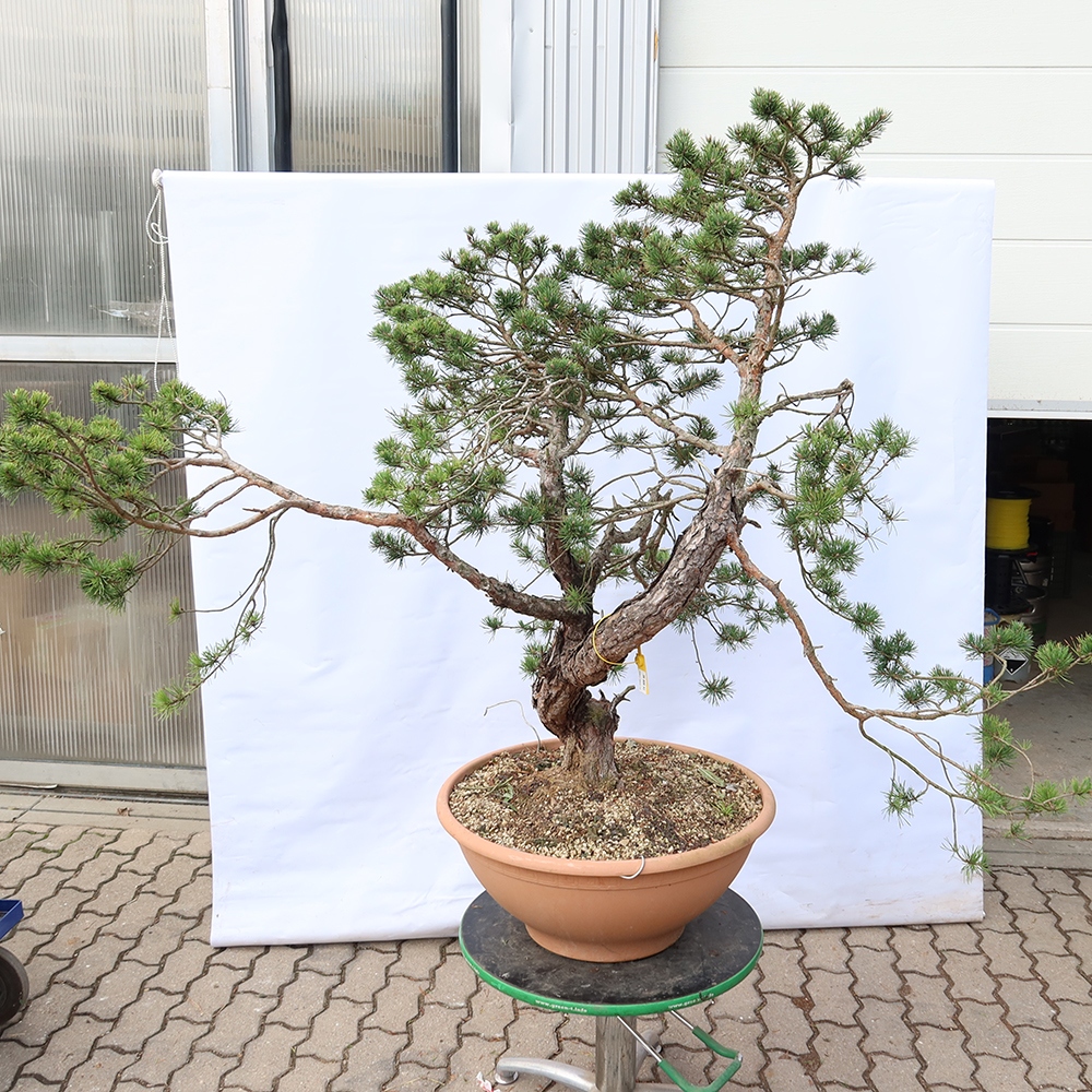 Pinus sylvestris Spanyolország – erdei fenyő