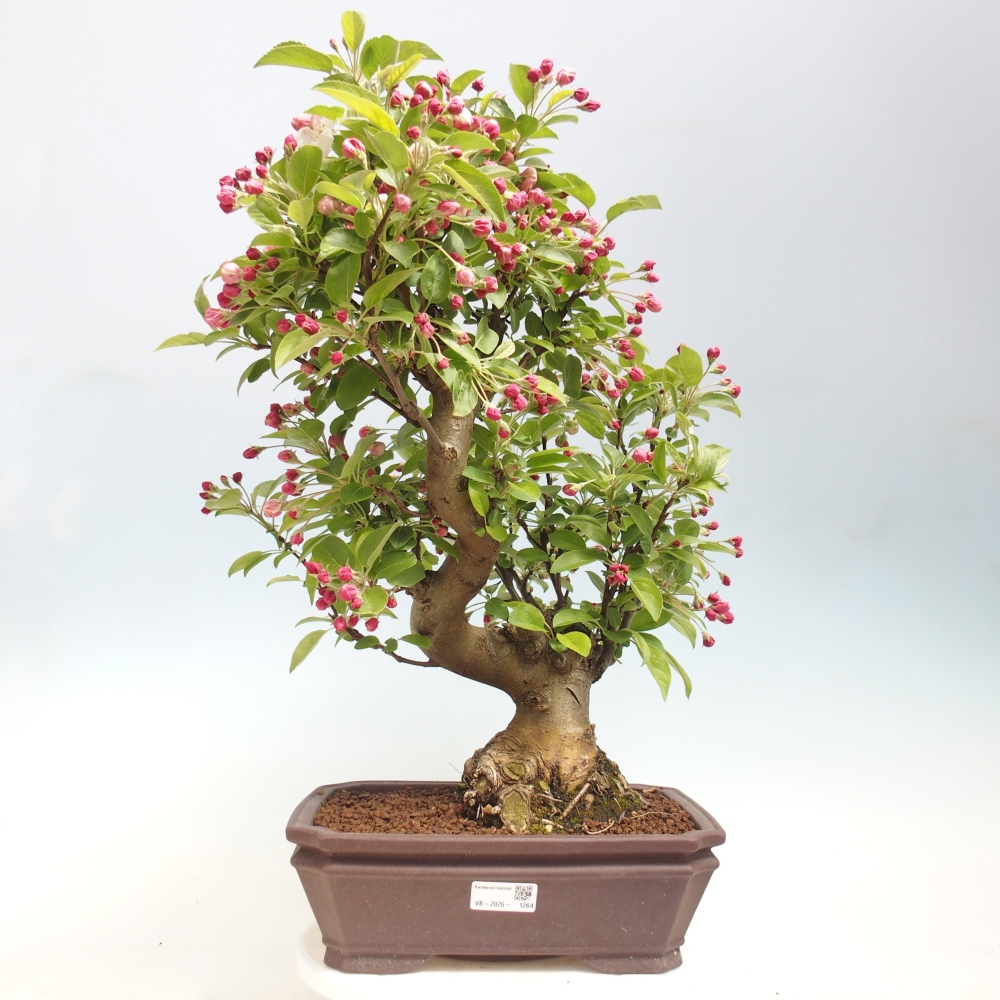 Kültéri bonsai -Malus halliana - Kis gyümölcsű almafa