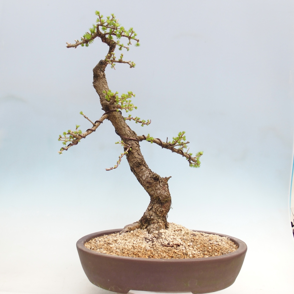Kültéri bonsai -Larix decidua - vörösfenyő - Csak raklapon szállítható