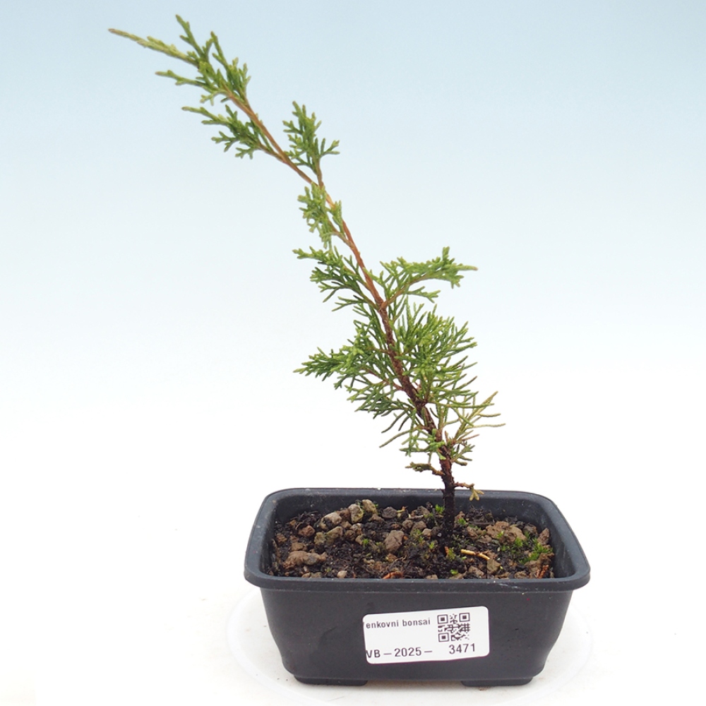 Kültéri bonsai - Juniperus chinensis Itoigawa