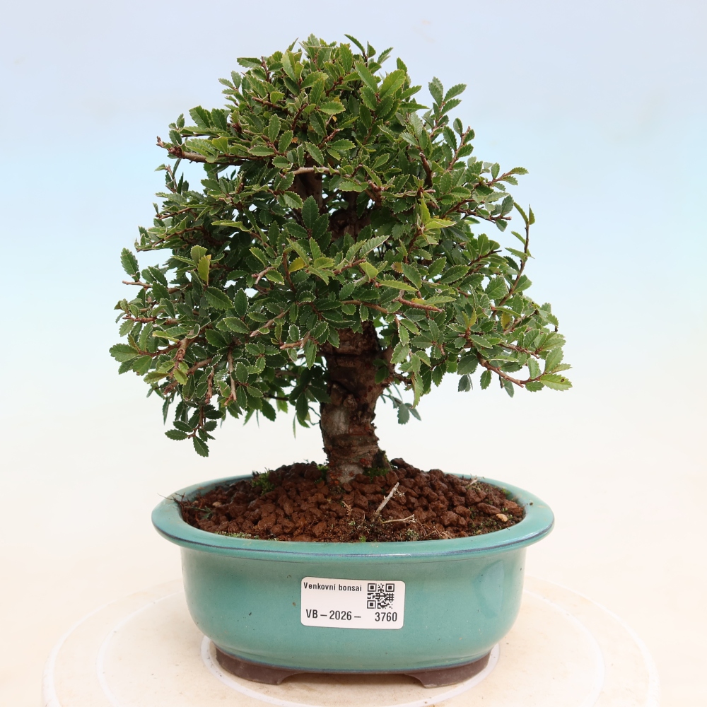 Kültéri bonsai - Zelkova - Zelkova NIRE