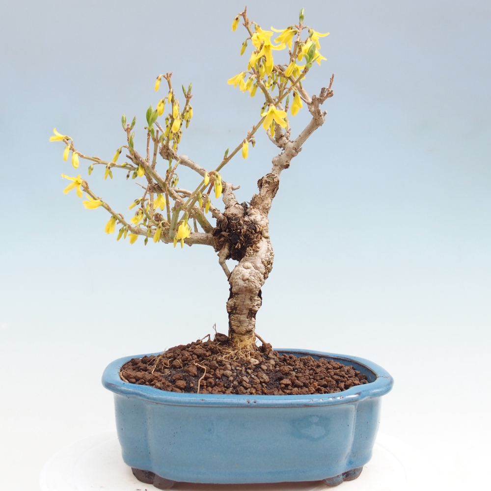 Kültéri bonsai - Zlatice - Forsythia koreana