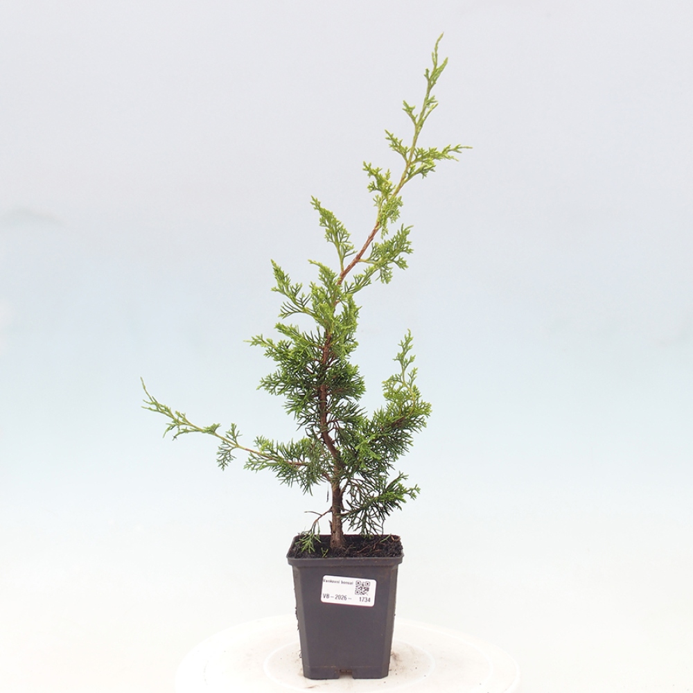 Kültéri bonsai - Juniperus chinensis Itoigawa