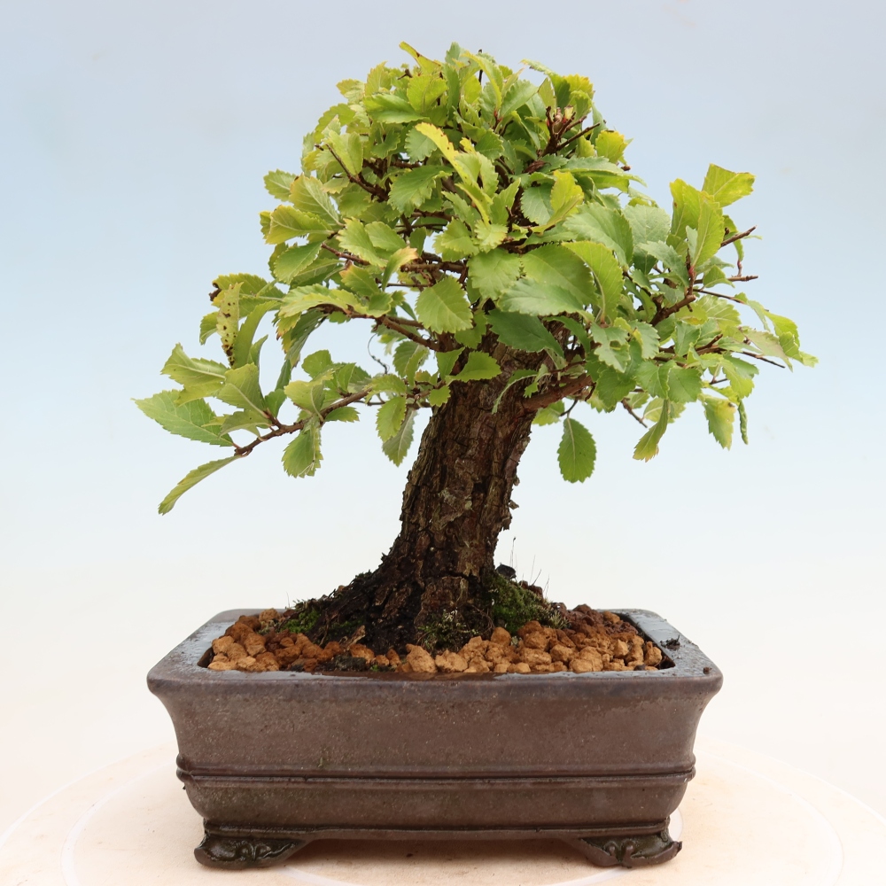 Kültéri bonsai - Zelkova - Zelkova NIRE