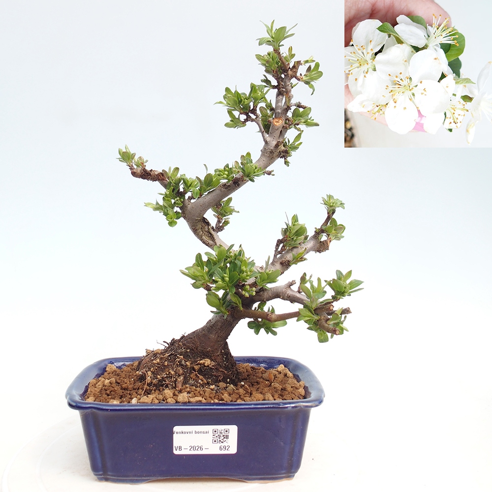 Kültéri bonsai - Malus sargentii - Kis gyümölcsű almafa