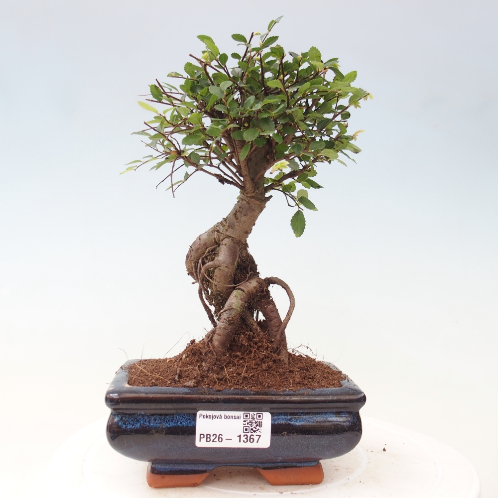 Szobai bonsai - Ulmus parvifolia - Kislevelű szilfa