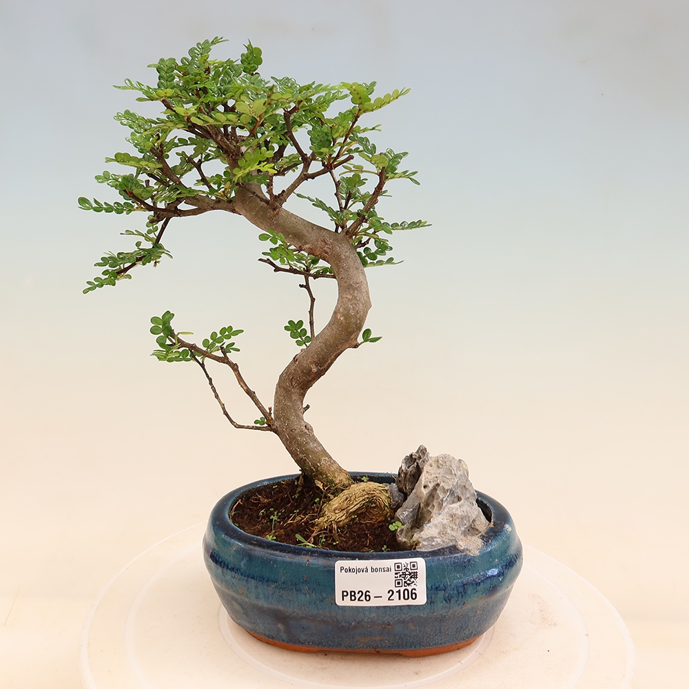 Szobai bonsai - Zantoxylum piperitum - borsfa