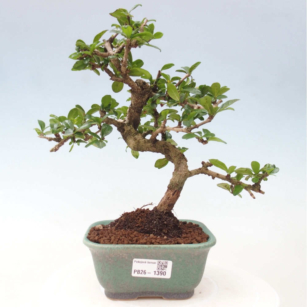 Szobai bonsai - Carmona macrophylla - Tea fuki