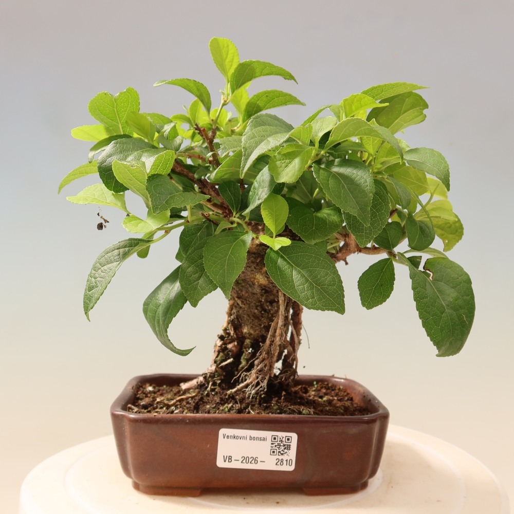 Kültéri bonsai - Celastrus orbiculatus