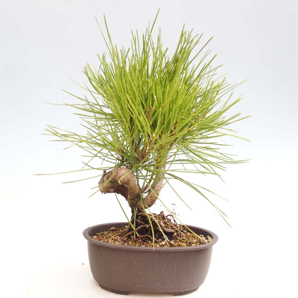 Kültéri bonsai - Pinus thunbergii - Thunberg fenyő