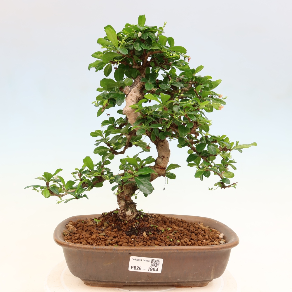 Szobai bonsai - Carmona macrophylla - Tea fuki