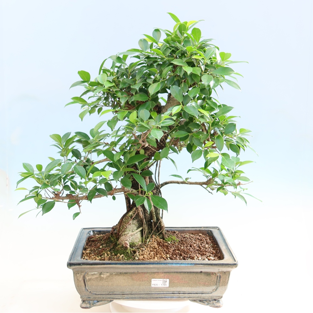 Szobai bonsai - Ficus kimmen - kislevelű fikusz