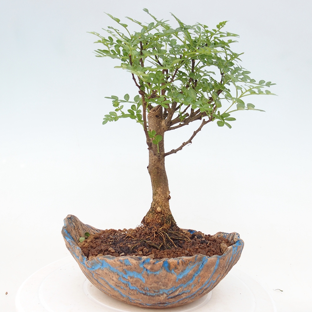 Szobai bonsai - Zantoxylum piperitum - borsfa