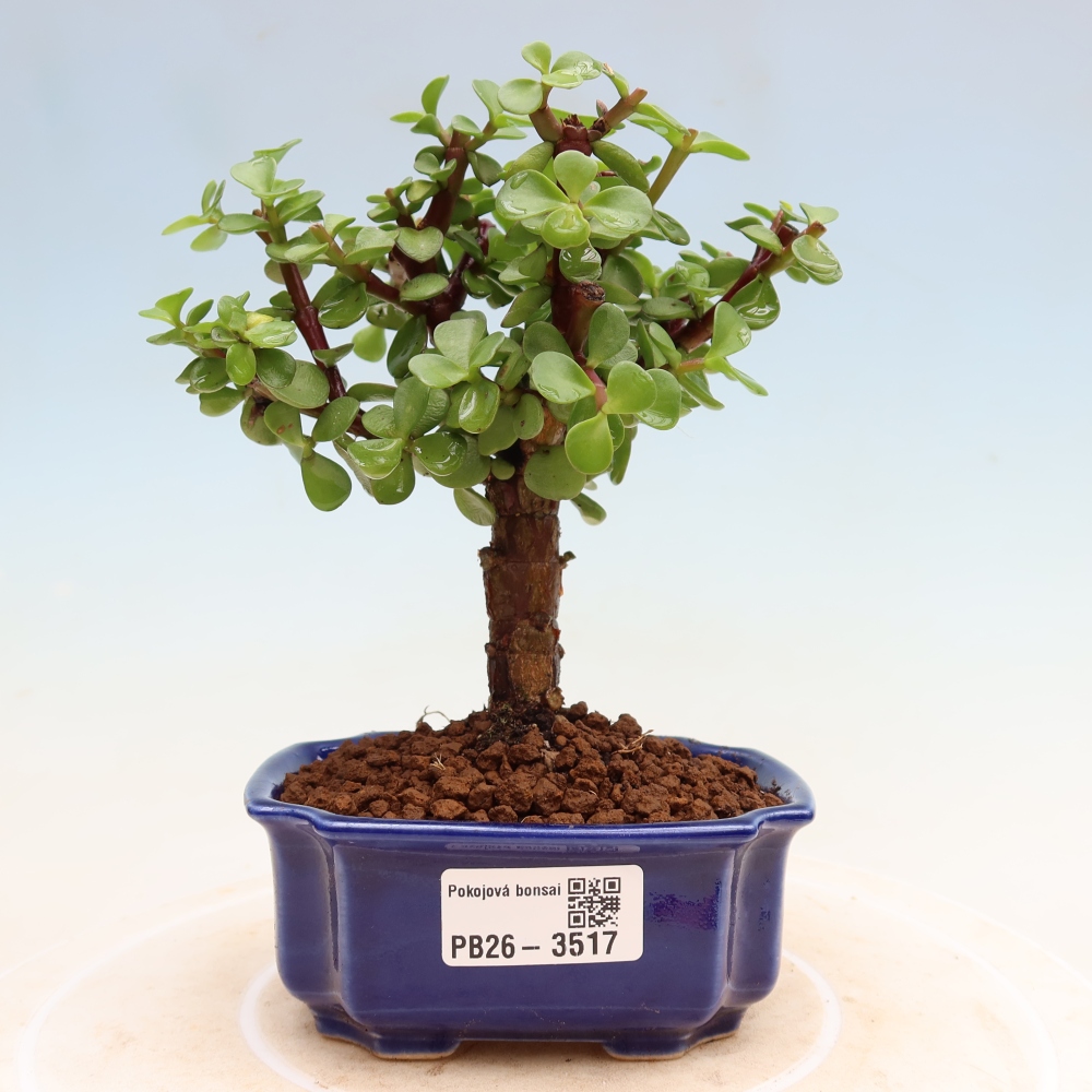 Szoba bonsai - Portulakaria Afra - Tlustice