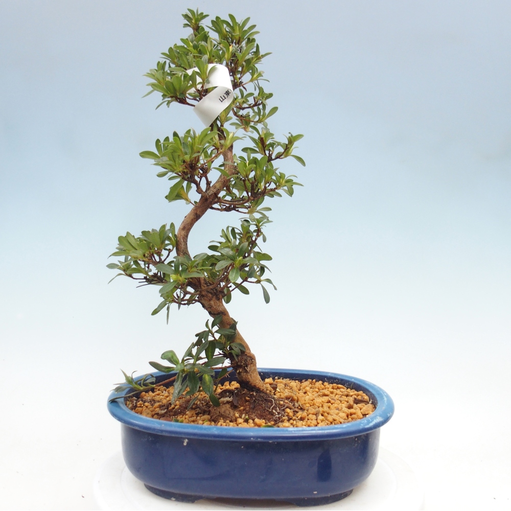 Kültéri bonsai - Japán azálea - Azalea Santoka