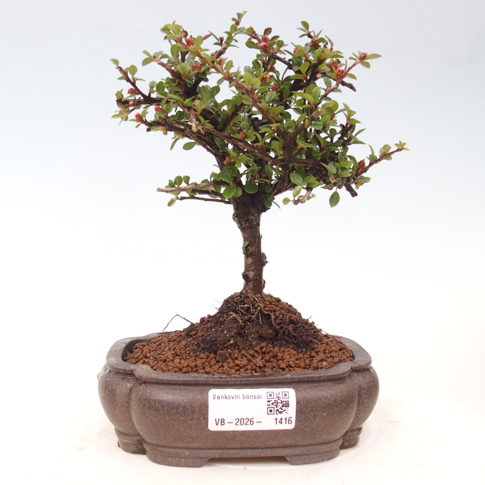 Kültéri bonsai - Cotoneaster horizontalis - Rocky Mountain