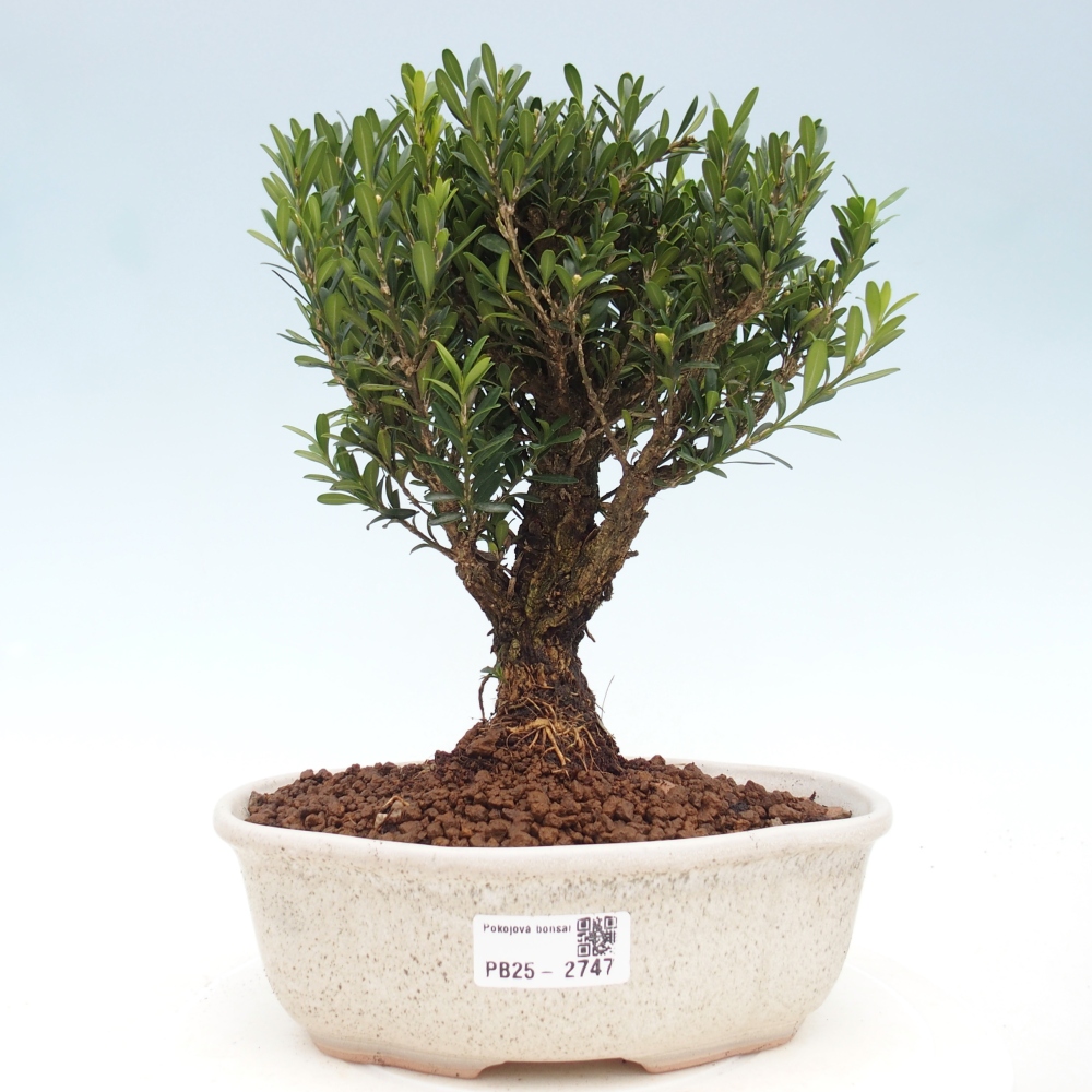Szobai bonsai - Buxus harlandii - parafa buxus