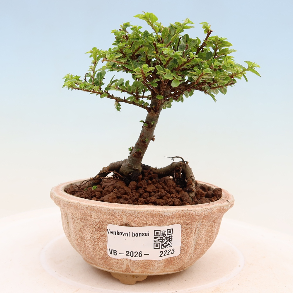 Kültéri bonsai - Ulmus parvifolia Sagei - Kislevelű szilfa
