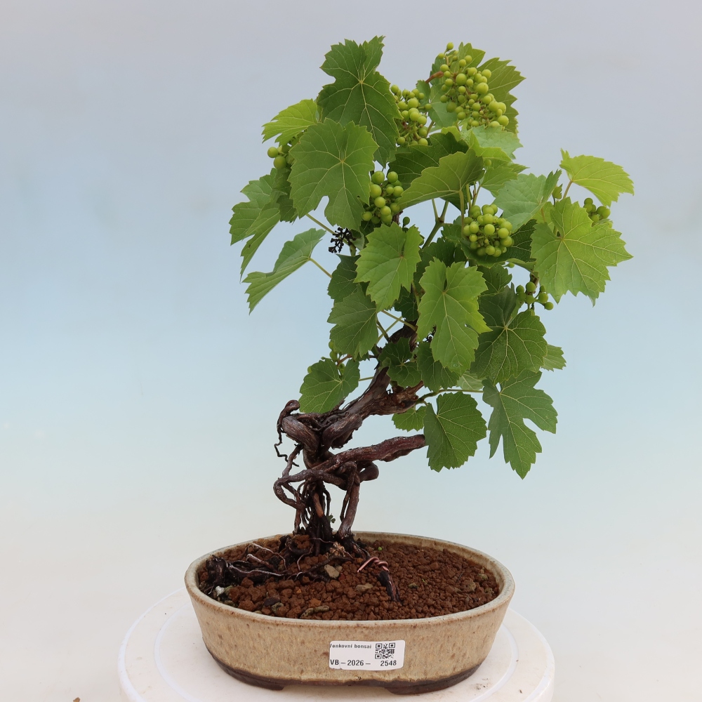 Kültéri bonsai – Szőlő – Vitis vinifera 