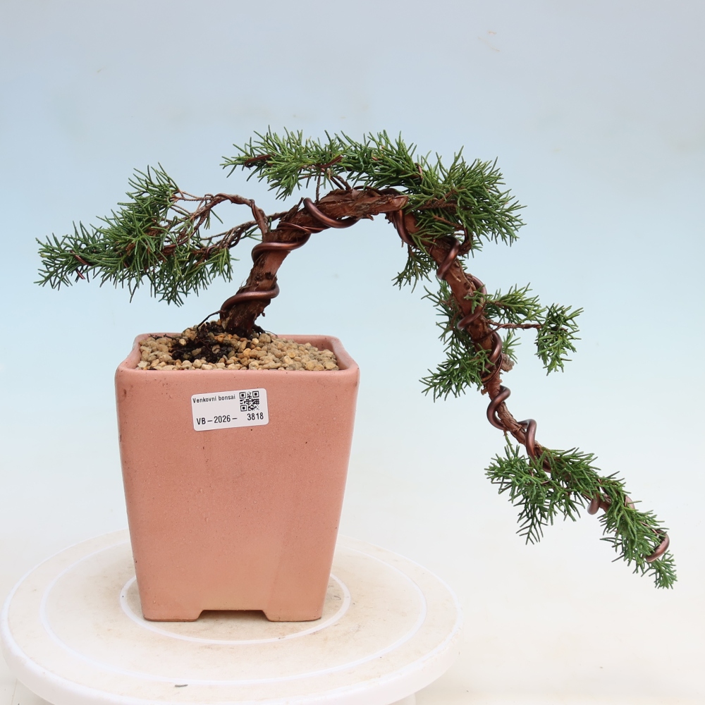 Kültéri bonsai - Juniperus chinensis Kishu