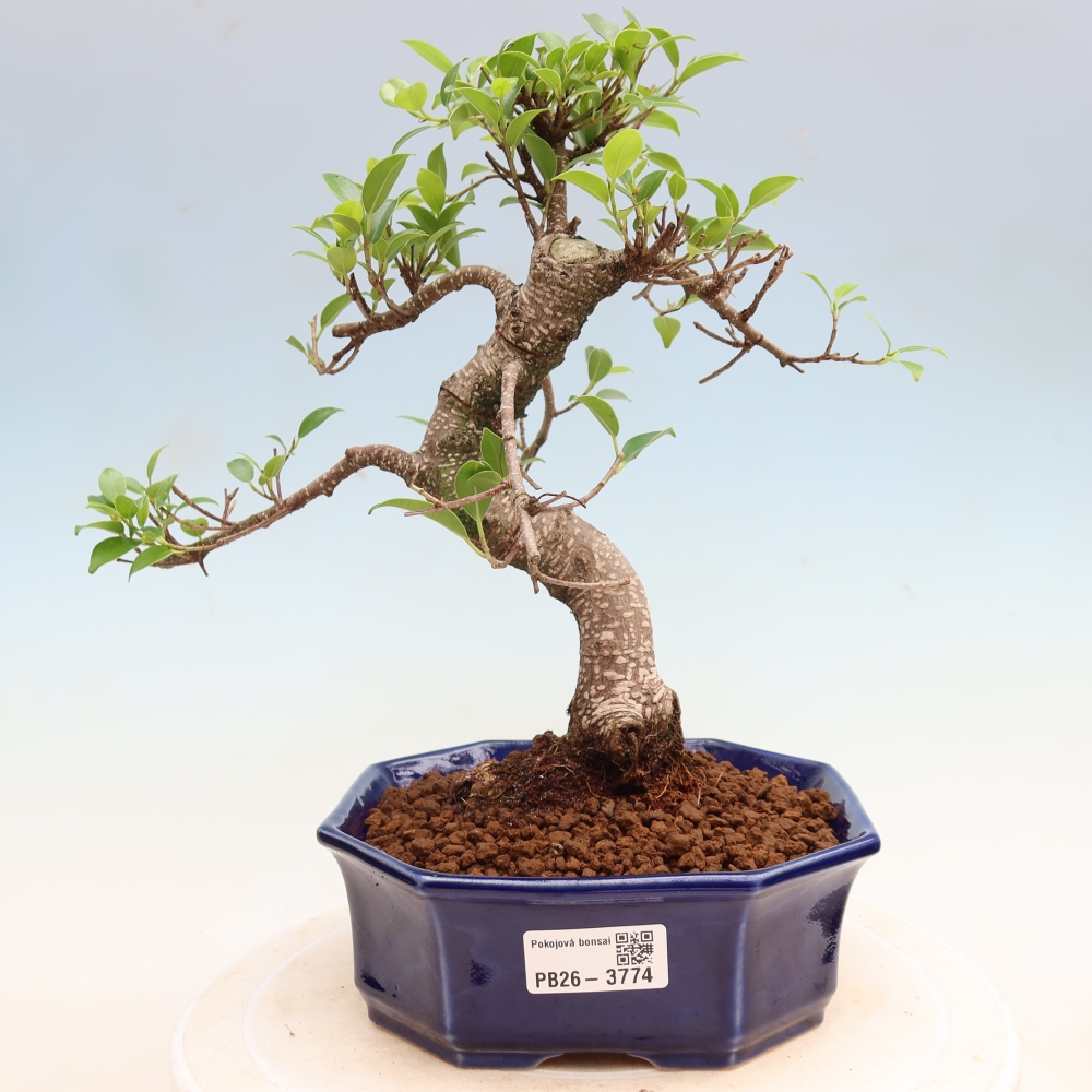 Szobai bonsai - Ficus kimmen - kislevelű fikusz