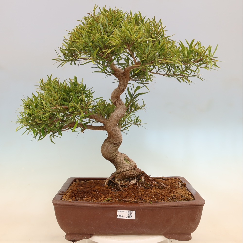 Szobai bonsai - Ficus nerifolia - kislevelű fikusz