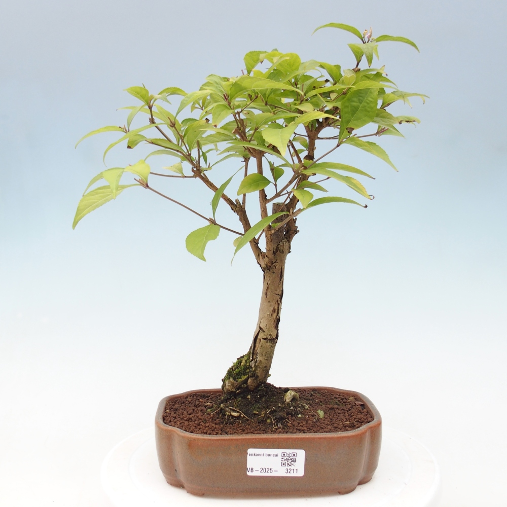 Kültéri bonsai - Callicarpa japonica