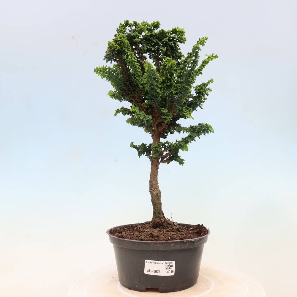 Kültéri bonsai - Cham. obtusa SEKKA HINOKI - Cifra ciprus