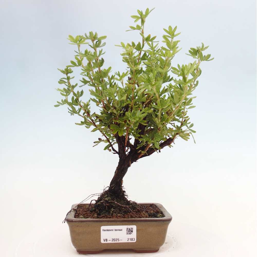 Kültéri bonsai - Potentila fruticosa sárga Bird