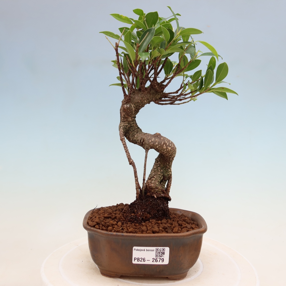 Szobai bonsai - Ficus kimmen - kislevelű fikusz