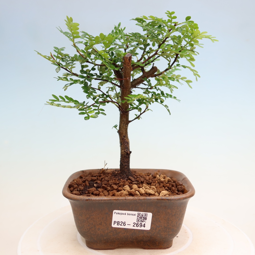 Szobai bonsai - Zantoxylum piperitum - borsfa