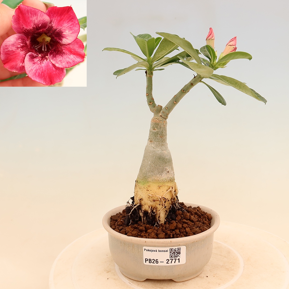 Szobabonsai – Adenium obesum, Mumbai Pink Diamond-ra oltva – Sivatagi rózsa