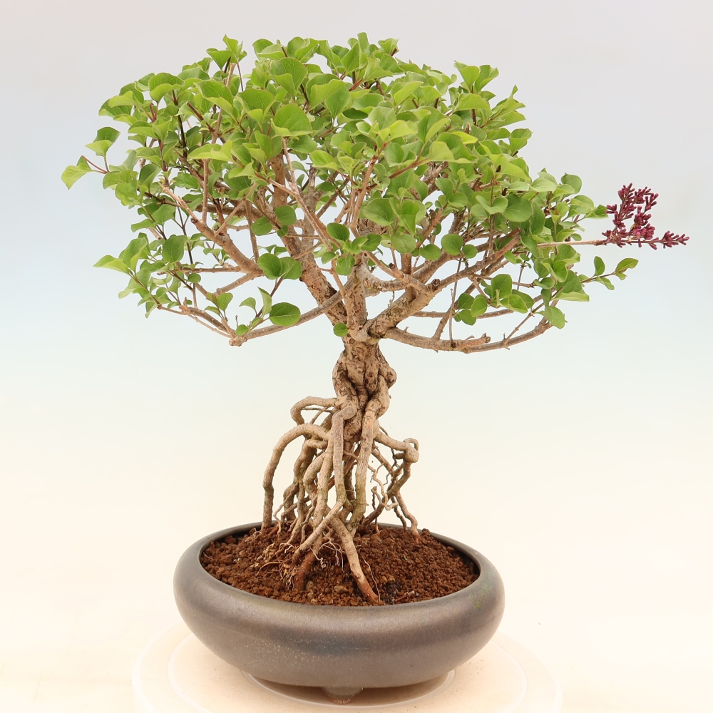 Kültéri bonsai - Syringa microphylla - kisvirágú lila