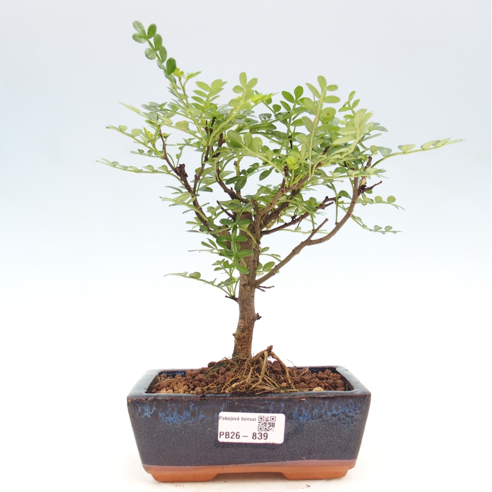 Szobai bonsai - Zantoxylum piperitum - borsfa